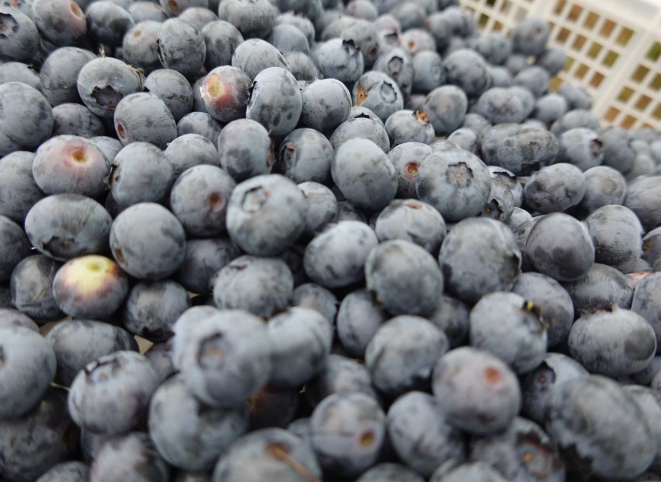 Nawóz z płatków owsianych przyspiesza wzrost borówki i wpływa na jej owocowanie