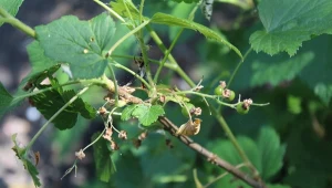 Ogołocone krzewy słabną i coraz gorzej owocują, nawet jeśli wydają się zdrowe to regeneracja po inwazji szkodników gryzących jest niezwykle trudna.