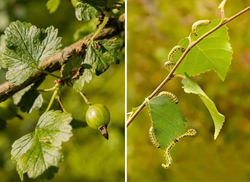 Gąsienice (larwy owadów) wyjadają liście agrestu i krzewów owocowych, nie pozostawiając nic oprócz szkieletu nerwów