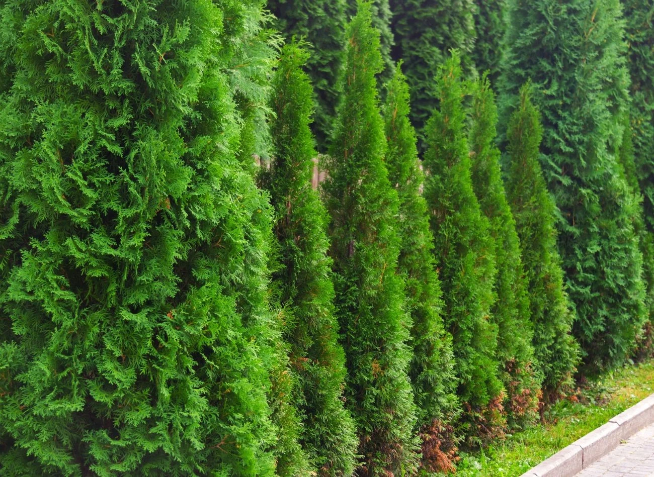 Stosowanie soli Epsom do iglaków przeciwdziała ich żółknięciu