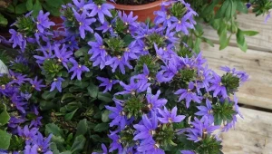 Scewola to oryginalna roślina, która obficie kwitnie aż do pierwszych przymrozków.