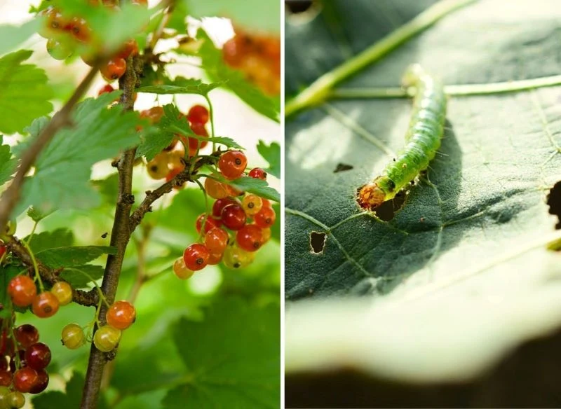Larwy motyli oraz chrząszcze gryzące wyjadają nie tylko liście krzewów owocujących, lecz także ozdobnych np