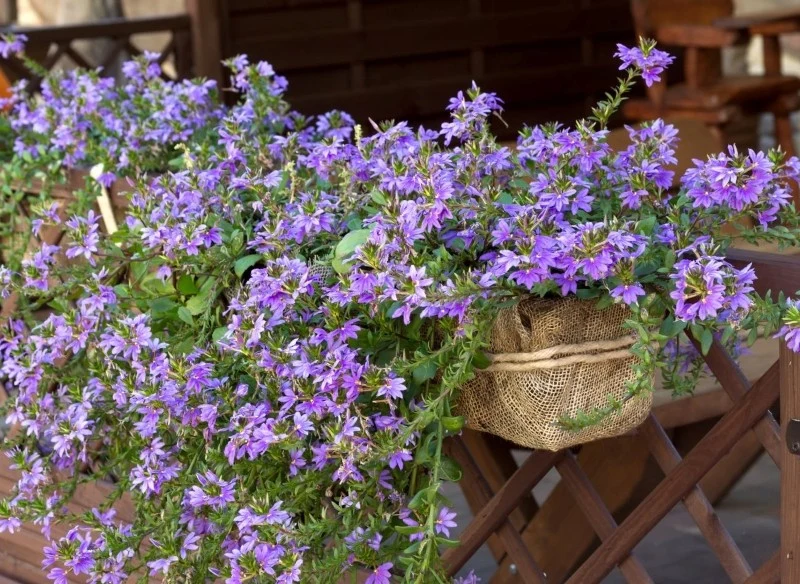 Scewolę najlepiej uprawiać w doniczce na balkonie lub tarasie