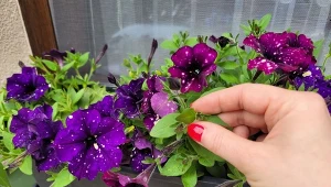 Uszczykiwanie petunii to zabieg, który sprawia, że roślina staje się bardziej kompaktowa i ma więcej kwiatów./Deccoria.pl