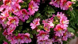 Motylek wisetoński to urocza roślina o wielobarwnych kwiatach, która kwitnie aż do września.