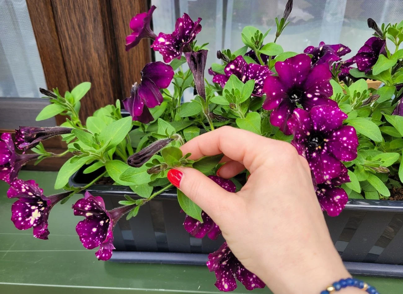 Uszczykiwanie petunii warto powtarzać co 2-3 tygodnie, przez cały sezon wegetacyjny