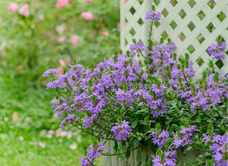 Scewola jest wrażliwa na suszę, dlatego trzeba pamiętać o regularnym podlewaniu