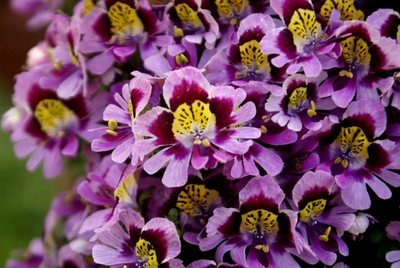 Motylek wisetoński nadaje się zarówno na rabaty, jak i do doniczek oraz na kwiat cięty