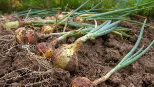 Po zbiorach cebuli i czosnku pozostały puste miejsca? Posadź te warzywa.