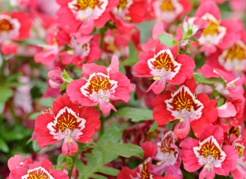 Motylek wisetoński nie lubi ani nadmiaru wilgoci, ani suchego podłoża