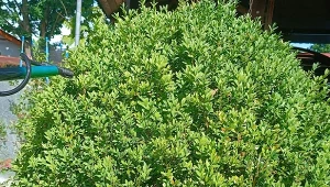 Opryski na ćmę bukszpanową warto wykonywać regularnie w odstępach co 10 dni, gdy zauważymy aktywność szkodnika./deccoria.pl