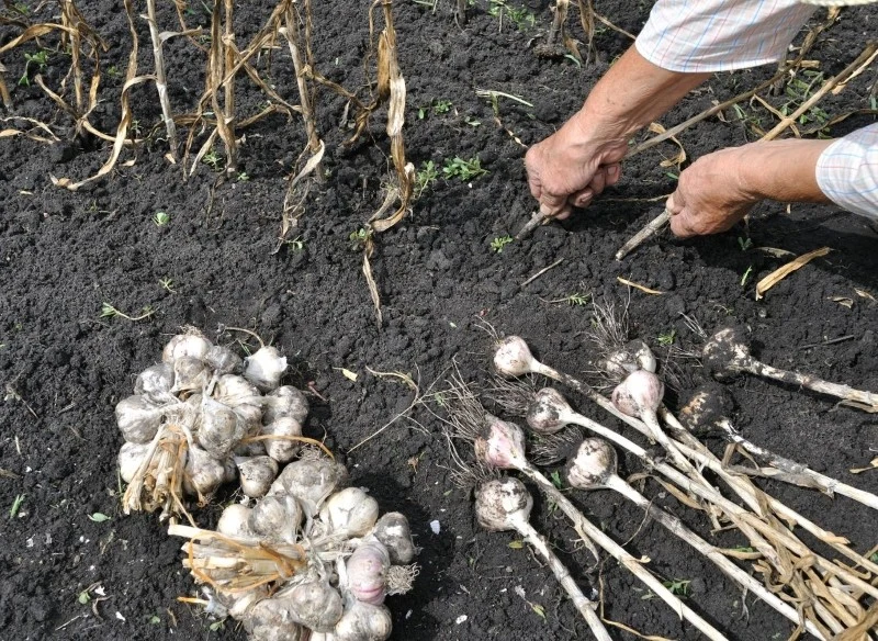 Co uprawiać po czosnku i cebuli