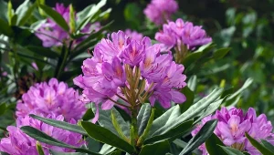 Rodoendrony, zwane też różanecznikami i azaliami to wyjątkowe krzewy, które występują w wielu odmianach./CnavaPro