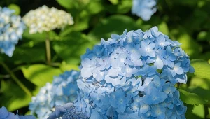 Naturalna odżywka na kwitnienie hortensji zasili i zregeneruje rośliny. Po trudnej wiośnie pomoże im zawiązać więcej pąków i wypuścić latem dziesiątki pełnych, barwnych kul.