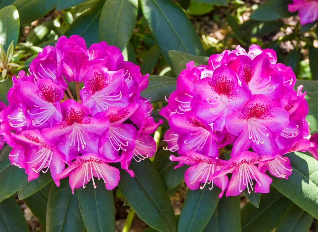 Odmiana rododendrona Kazimierz Odnowiciel to majestatyczny krzew o dużych kwiatach
