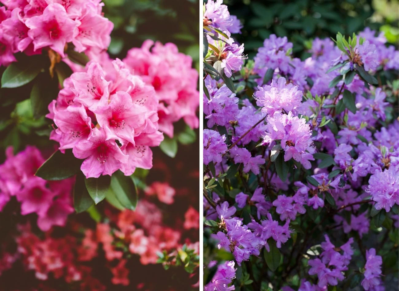 Różaneczniki najlepiej nawozić dwa razy w roku, wczesną wiosną oraz na przełomie czerwca i lipca