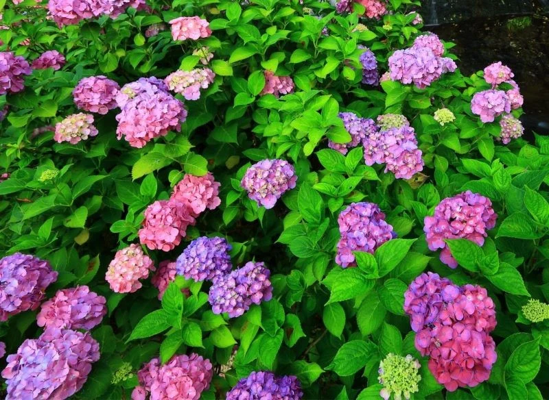 Kwitnące hortensje, gęsto rozkrzewione i intensywnie wybarwione, to letnia dekoracja ogrodu