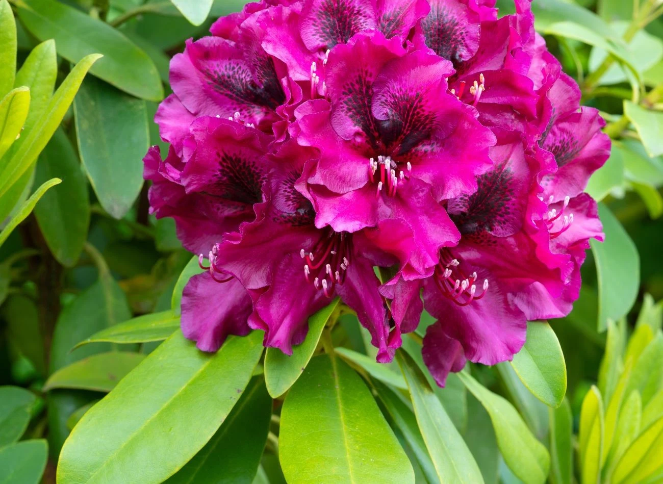 Różneczniki są czeto atakowane przez choroby szkodniki