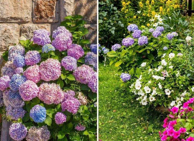 Naturalny nawóz w formie płynnej dobrze przyjmą hortensje ogrodowe i bukietowe