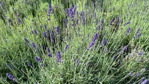 Jeśli lawenda nie kwitnie, wypróbuj metodę 1/3. Ładnie się rozkrzewi i będzie bujnie kwitnąć./Deccoria.pl