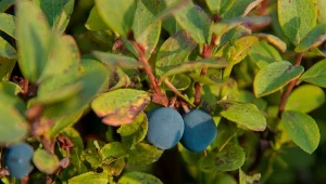 Borówka amerykańska jest atakowana przez choroby fizjologiczne a także infekcyjne.