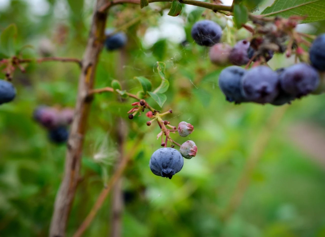 Jakie choroby najczęściej atakują borówkę amerykańską