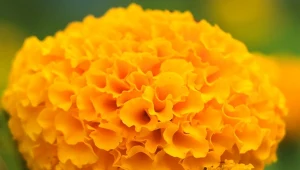 Aksamitkę wzniosłą  Taishan Oran można sadzić, i na rabacie, i w donicach.