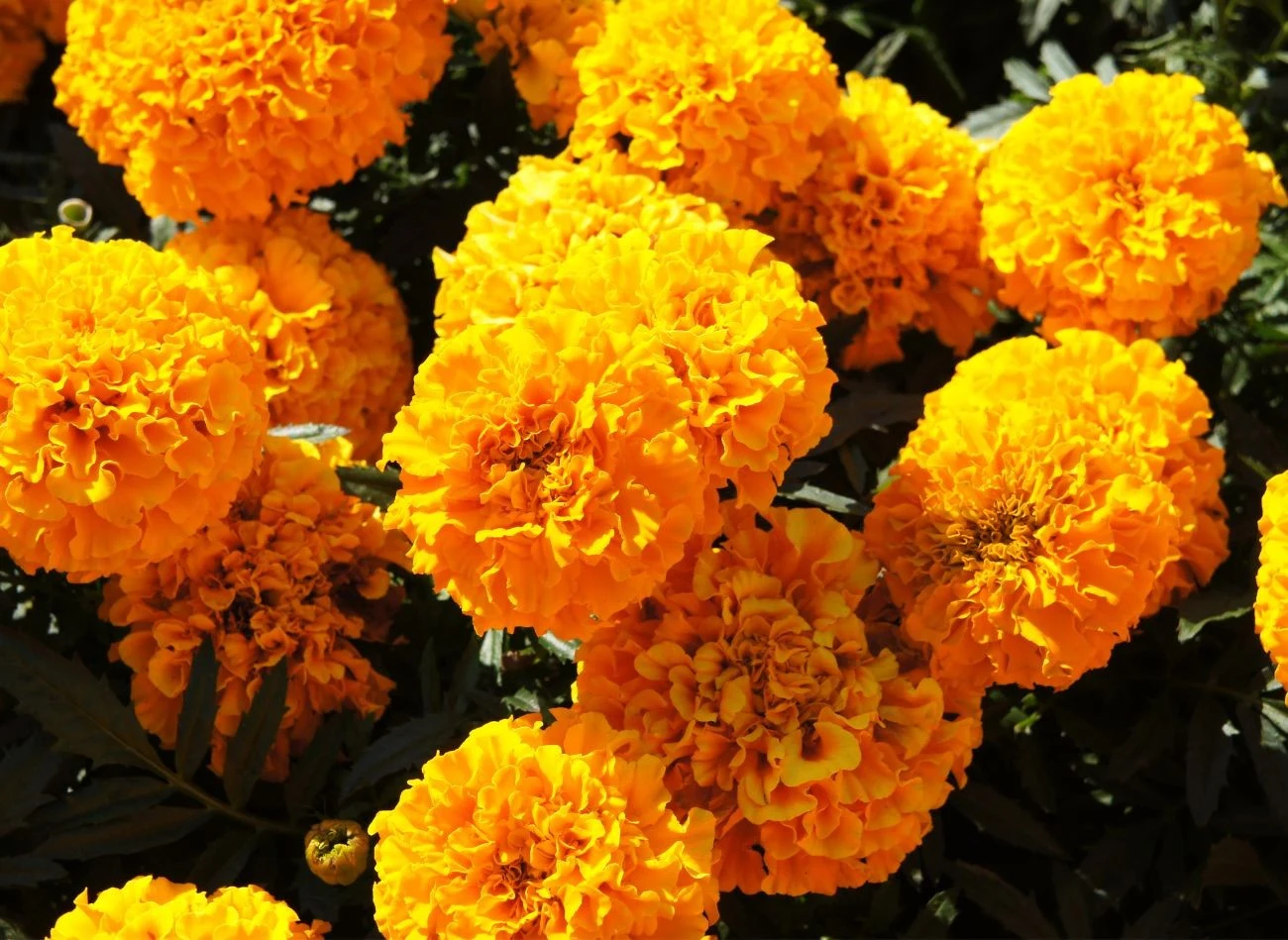 Aksamitka wzniosła Taishan Orange kwitnie od czerwca do przymrozków w listopadzie