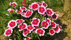 Goździk chiński to wielobarwny kwiat, który najlepiej prezentuje się posadzony na rabatach.