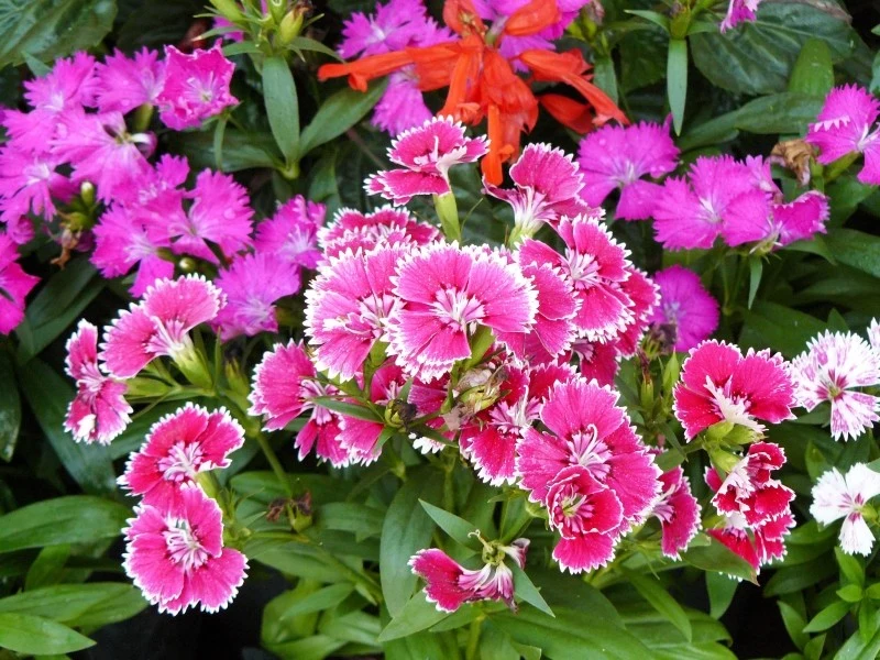 Goździk chiński występuje w różnych odmianach, a barwa kwiatów może być biała, różowa, czerwona czy purpurowa