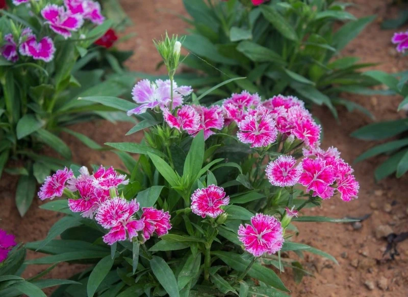 Goździk chiński kwitnie długo, od czerwca aż do września