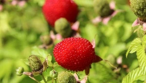 Malinotruskawka, czyli malina ponętna to odrębny gatunek pochodzący z dalekiej Japonii. Co ciekawe, w smaku niewiele ma wspólnego z gatunkami wymienionymi w nazwie, ale z pewnością jest wyśmienity.