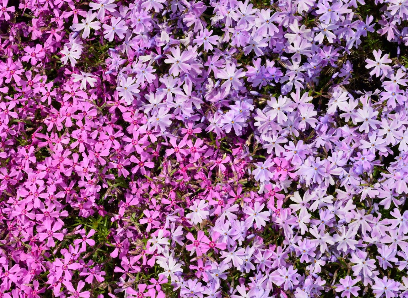 Najpopularniejsze wśród ogrodników są floksy kanadyjskie