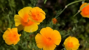 Maczek kalifornijski to jeden z wielu kwiatów, które samoistnie się rozsiewają.