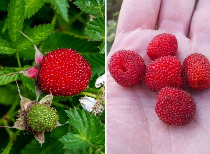 Owoce malinotruskawki są kuliste i jędrne, dojrzewają, przybierając barwę ciemnej czerwieni, a w dotyku ich bąbelkowata struktura wydaje się nieco ...