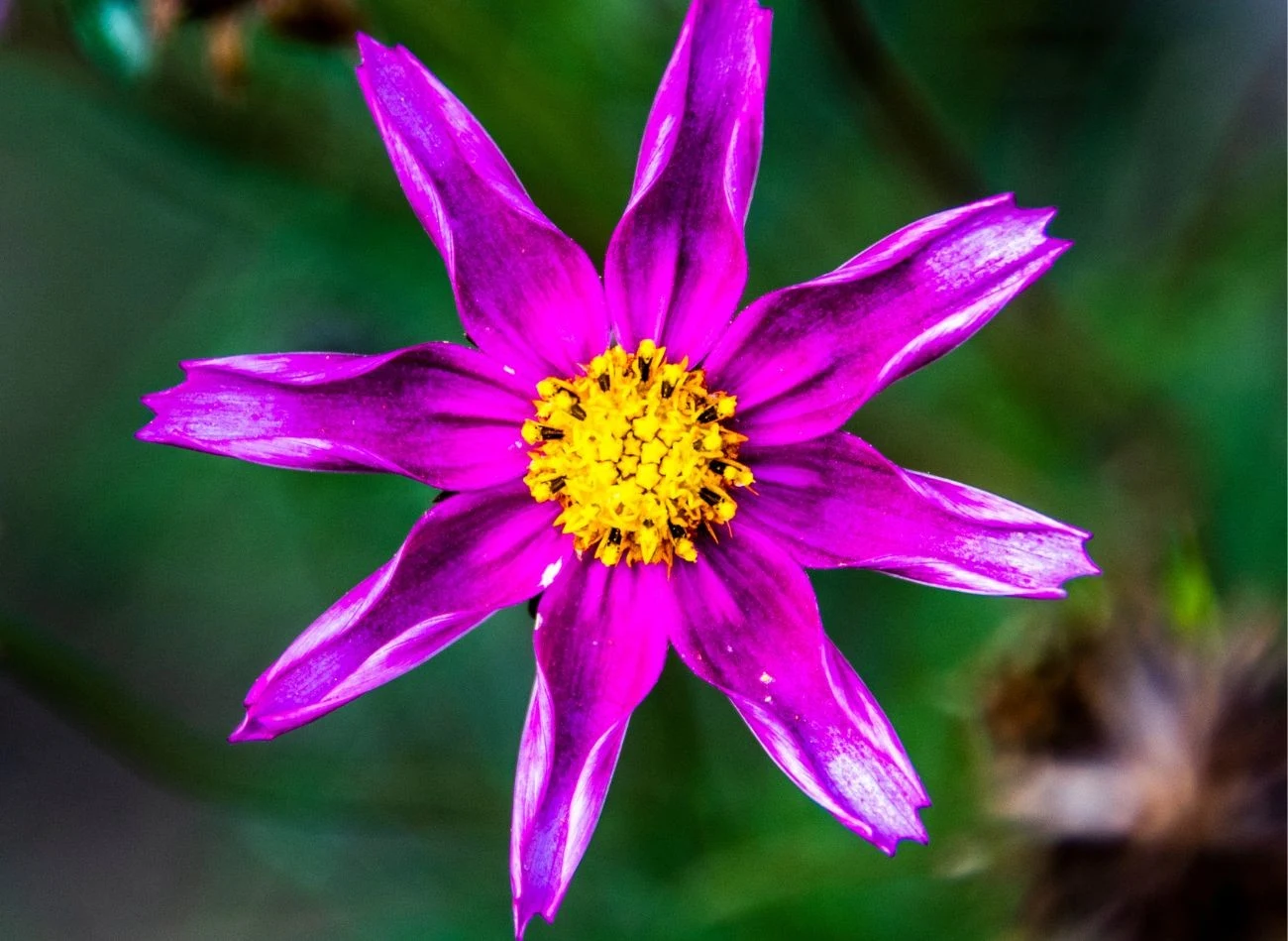 Kosmos podwójnie pierzasty to popularny gatunek samosiejek, często spotykany w ogrodach