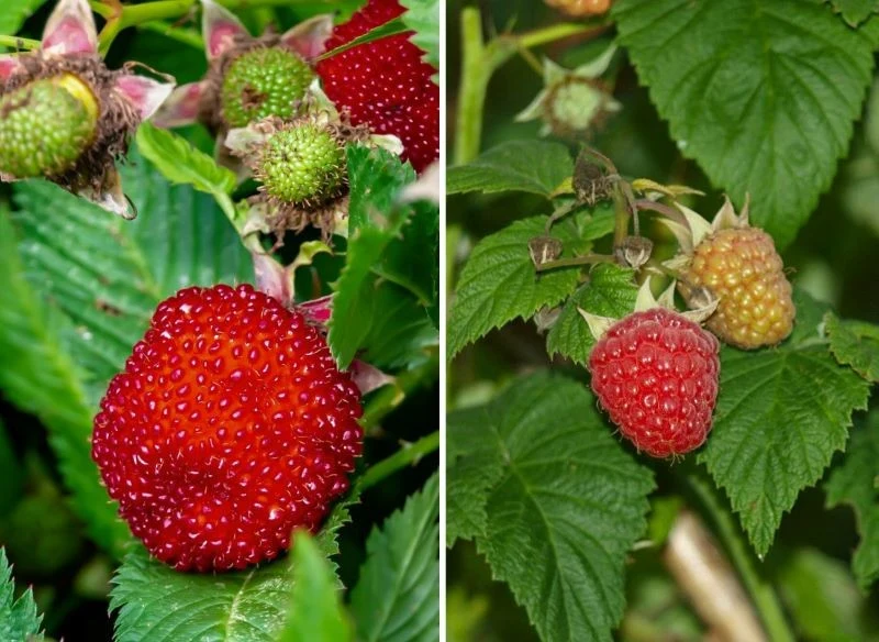 Owoce malinotruskawki i dobrze ci znanej maliny łatwo rozróżnisz