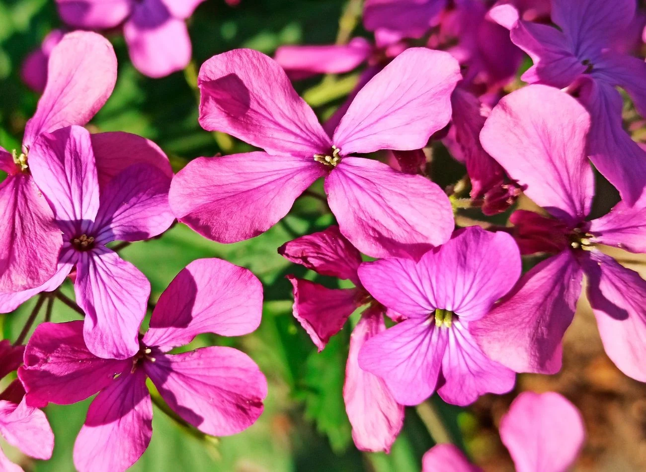 Miesiącznica to wiecznie zielona bylina o fioletowych kwiatach