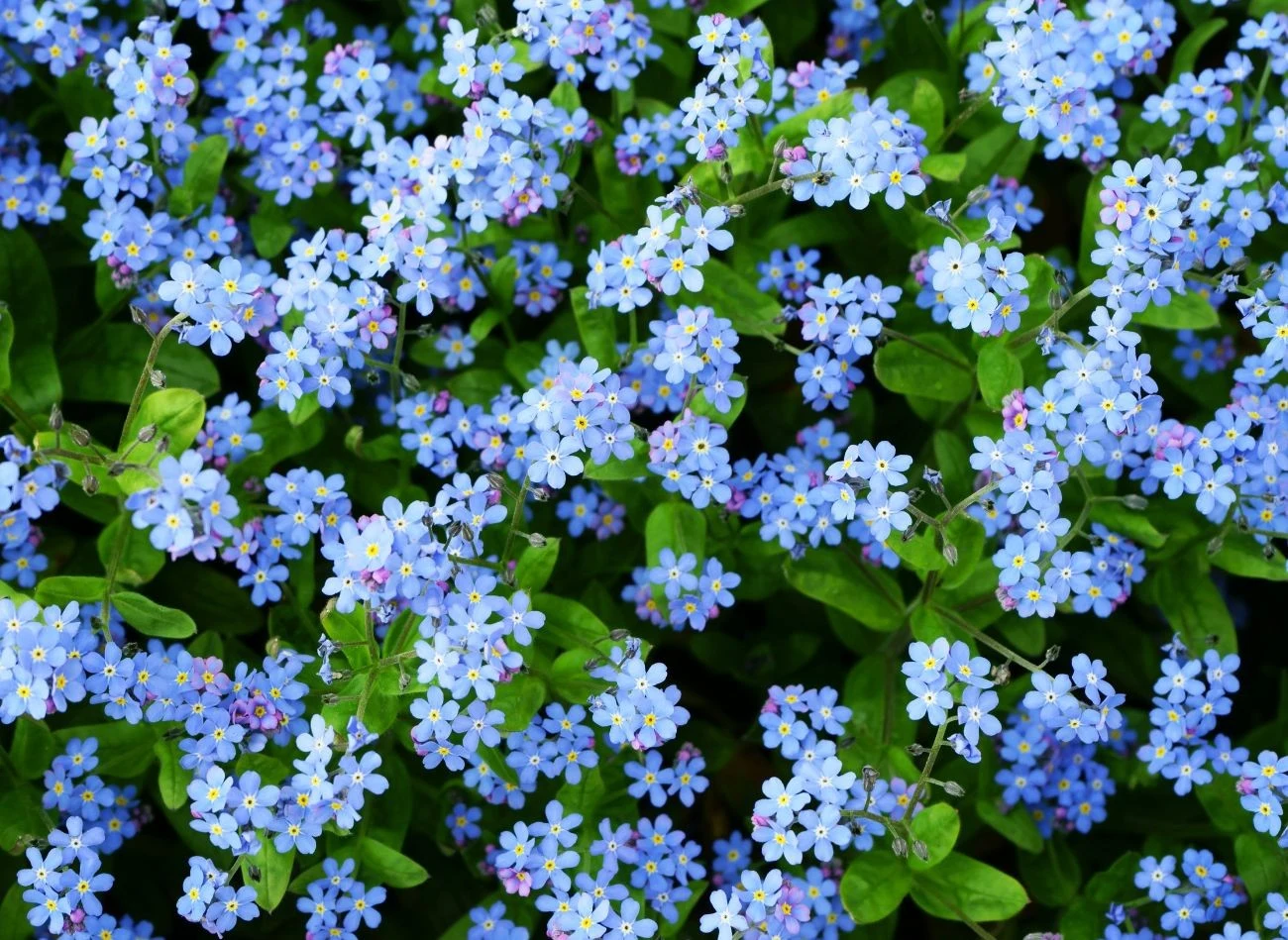 Niezapominajki dobrze prezentują się w zacienionych miejscach w ogrodzie oraz pod drzewami