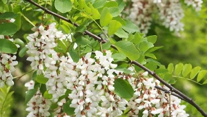 Robinia akacjowa (Robinia pseudoacacia) – uprawa i pielęgnacja