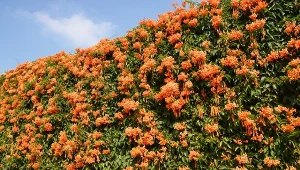 Gdzie sadzić pnącza szybko rosnące? Wszędzie tam, gdzie... mamy coś do ukrycia. Masz w ogrodzie brzydki mur, ogrodzenie, ścianę lub pustą przestrzeń do wypełnienia? To idealne miejsca.