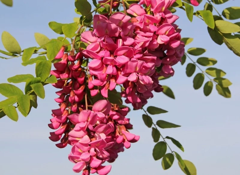 Odmiany robinii akacjowej różnią się między sobą pokrojem, siłą wzrostu i kolorem kwiatów