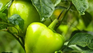 Niezawodne trio do podlewania warzyw. Pomidory, ogórki i papryka plonują niewyobrażalnie
