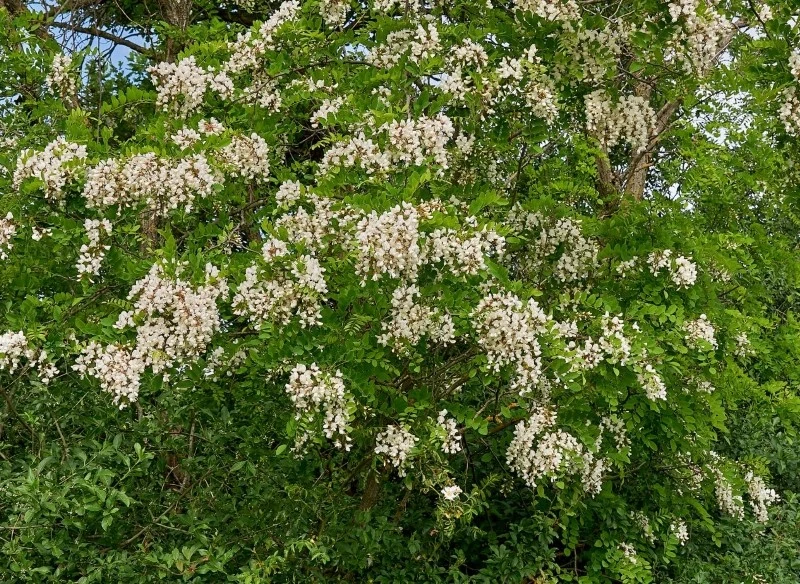 Oprócz walorów dekoracyjnych robinia akacjowa ma liczne właściwości lecznicze