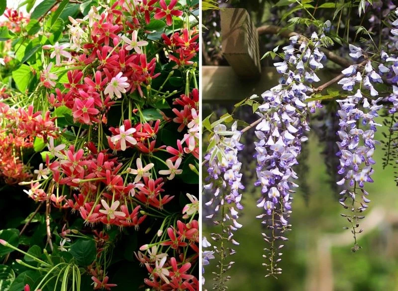 Wiele gatunków pnączy szybko rosnących w sezonie udekorowanych jest kwiatami drobnymi lub naprawdę dużymi w najróżniejszych kolorach tęczy