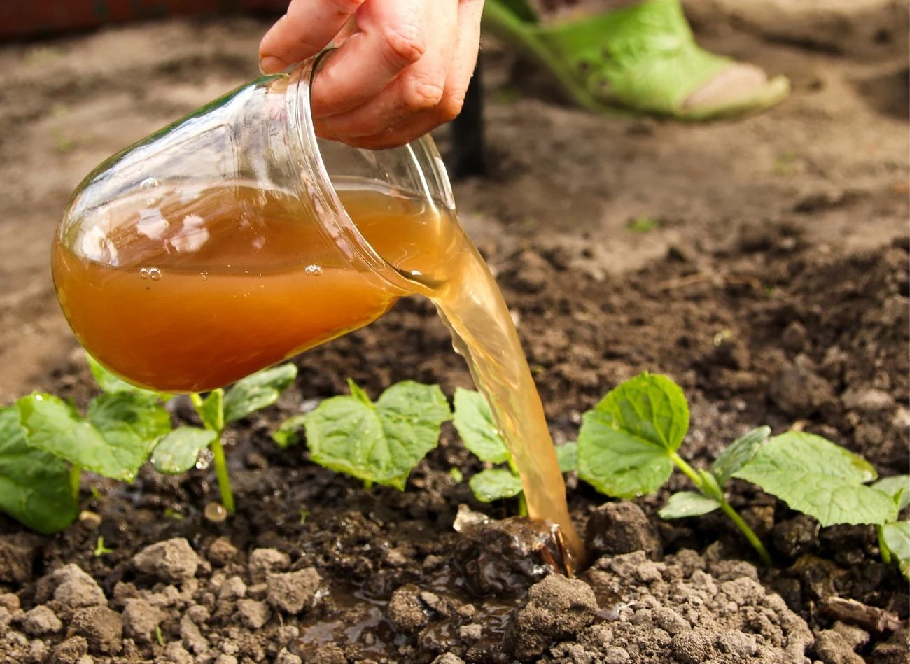 Oprócz odpowiedniej pielęgnacji, warzywa potrzebują solidnego odżywienia