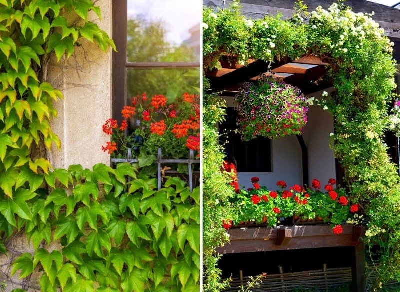 Pnącza porastają puste fragmenty murów, ogrodzenia, konstrukcje drewniane tarasów, a także powierzchnie pozornie trudne do osłonięcia jak np