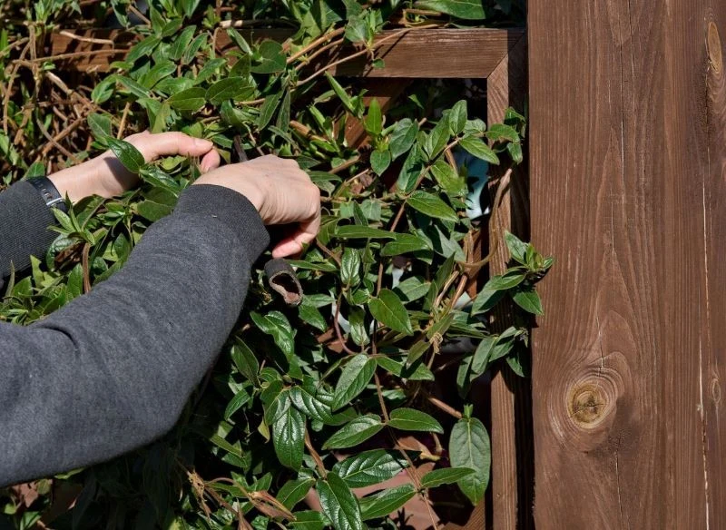 Regularne przycinanie pnączy pozwala zachować określoną formę i nadać roślinie właściwy kierunek wzrostu, jednocześnie ograniczając jej nadmierną e...