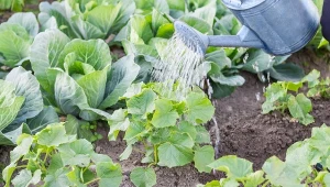 Wystarczy prosta domowa odżywka, Zapomnisz o żółtych liściach na krzaczkach, a owoce będą zdrowe i słodkie.