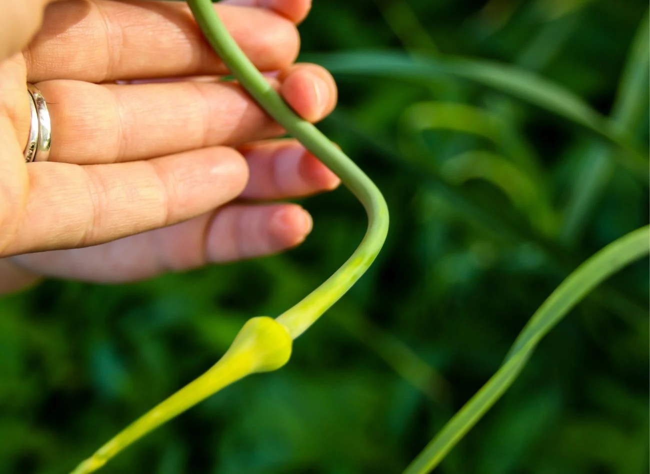 Kwitnące pędy młodego czosnku należy obrywać